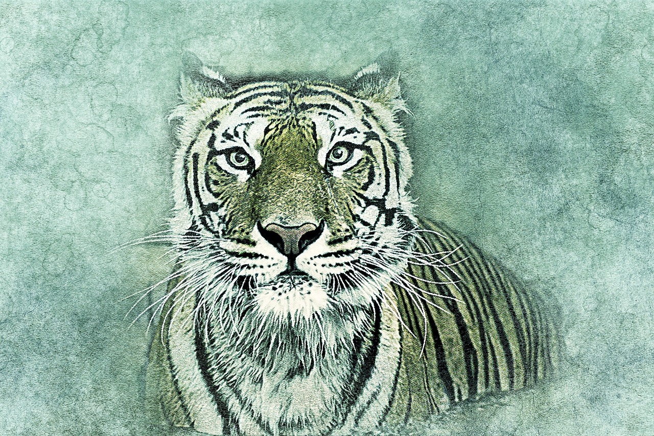 tiger cat art free photo