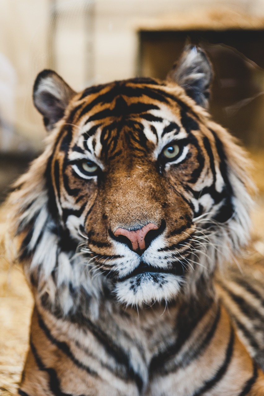 tiger wildlife animal free photo