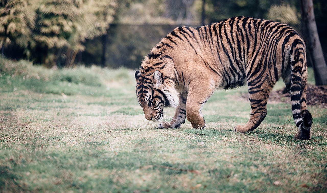 tiger cat animal free photo