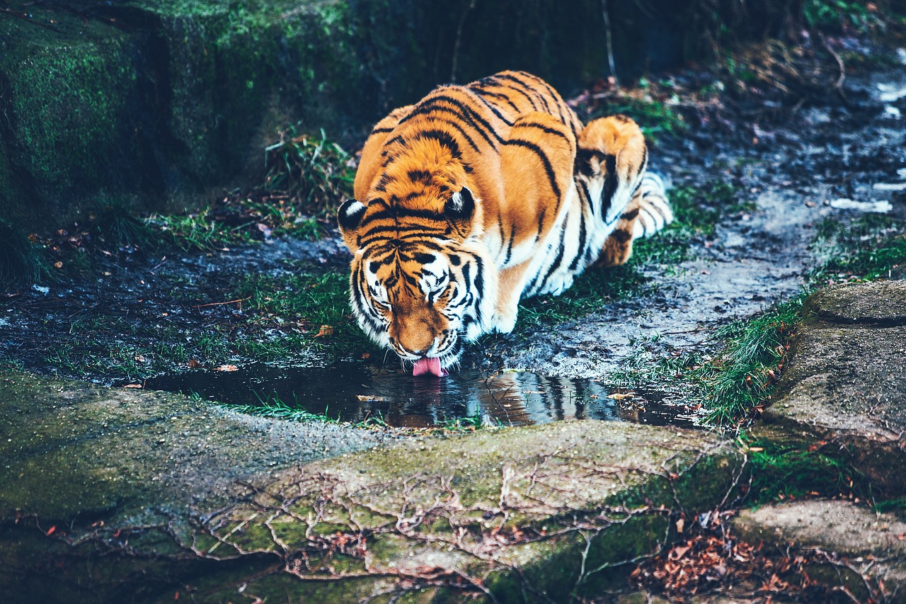 tiger animal wildlife free photo