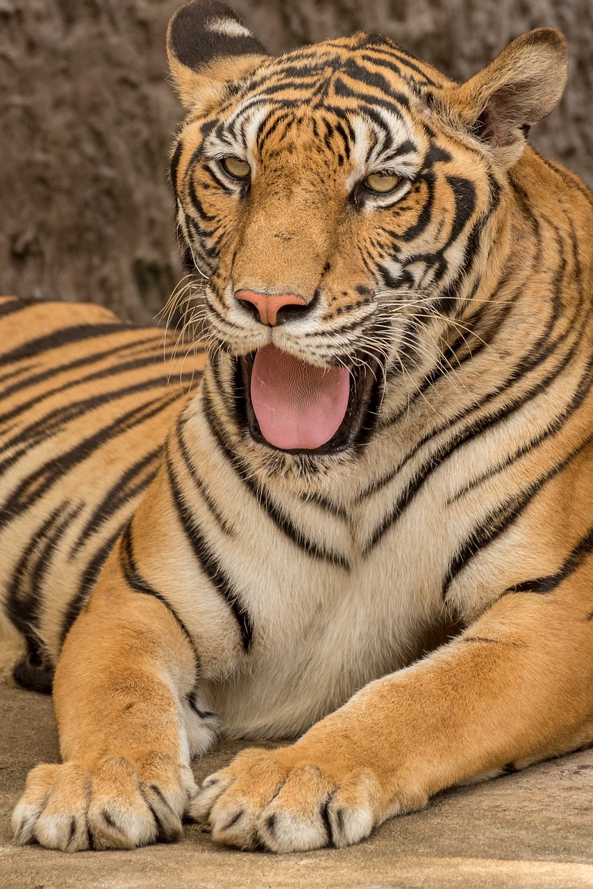 tiger animal wildlife free photo