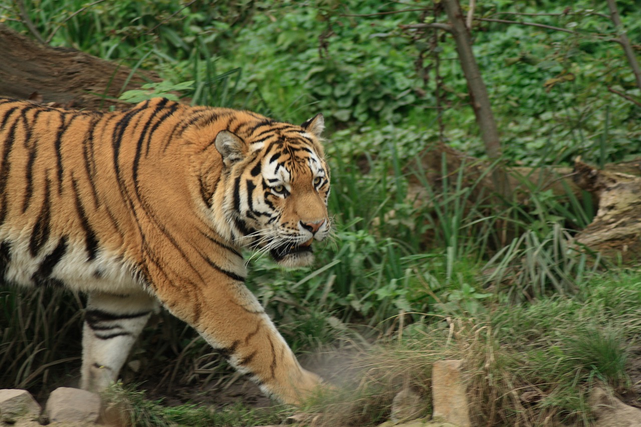 tiger zoo tiger paw free photo