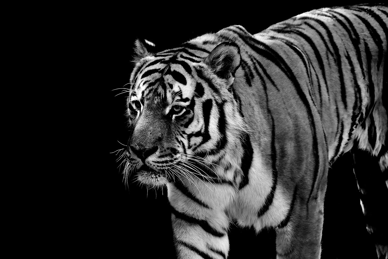 tiger predator fur free photo