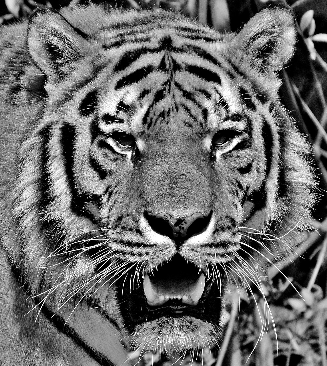 tiger predator fur free photo