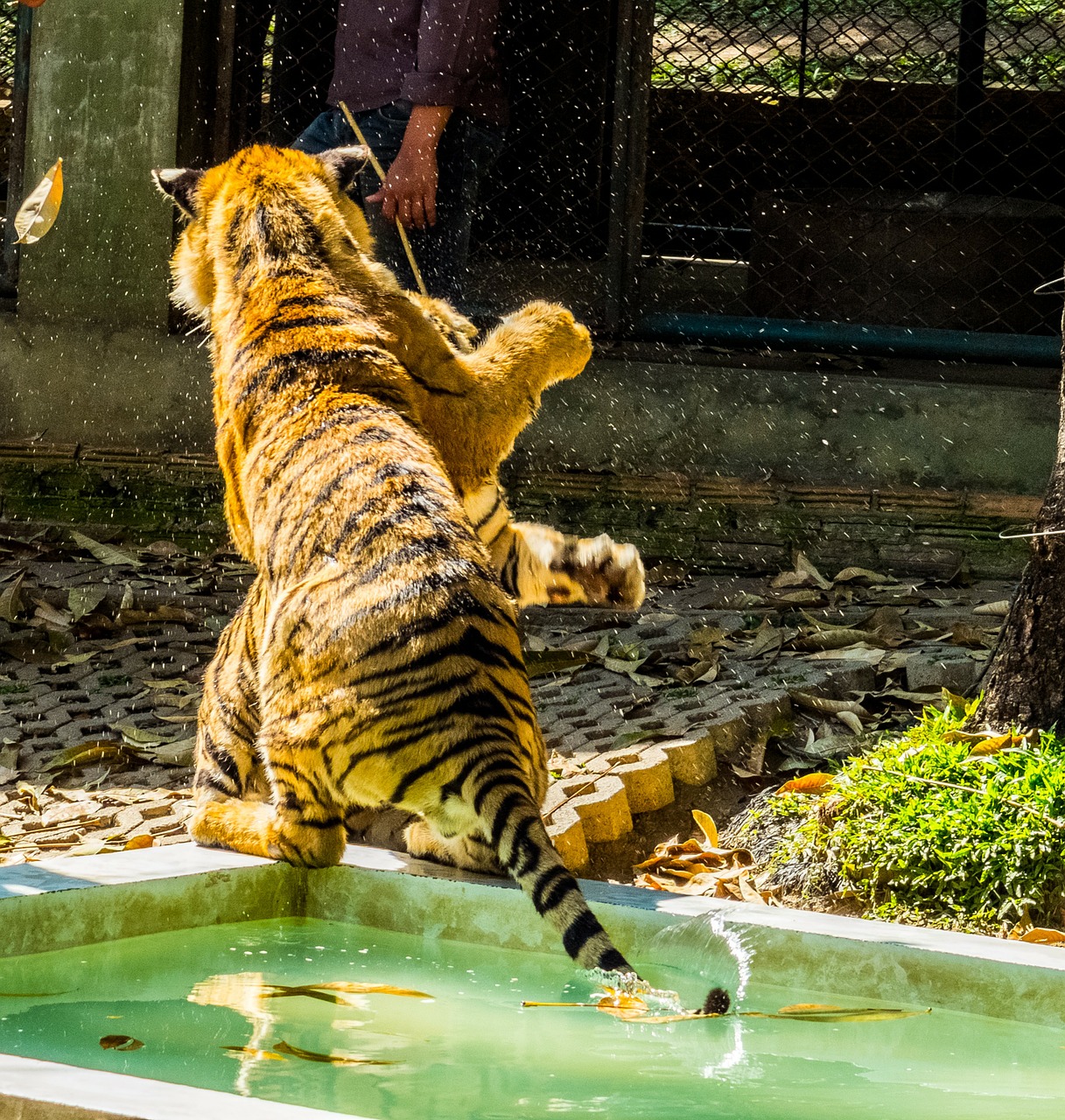 tiger cat tame free photo