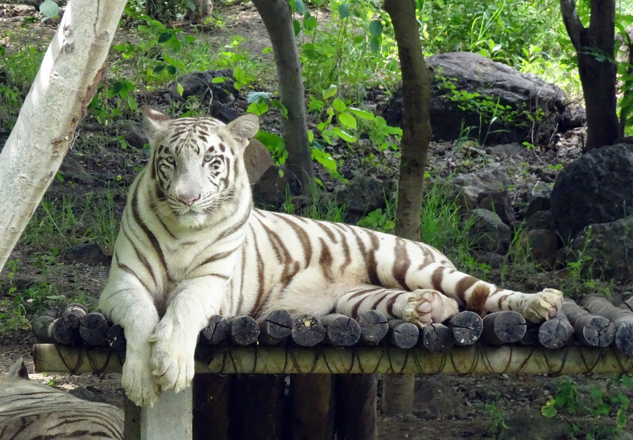 tiger white tiger cat free photo