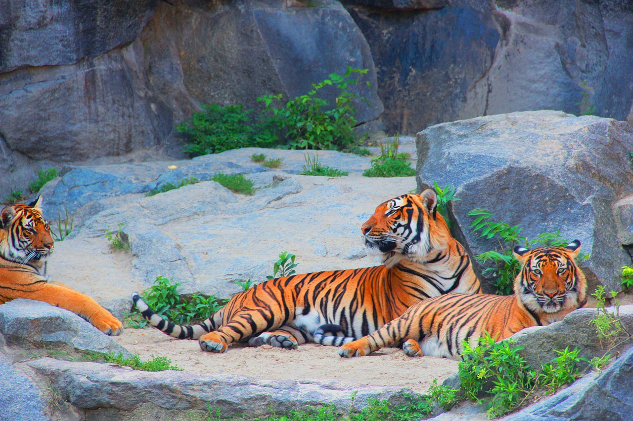 tiger couples cat free photo