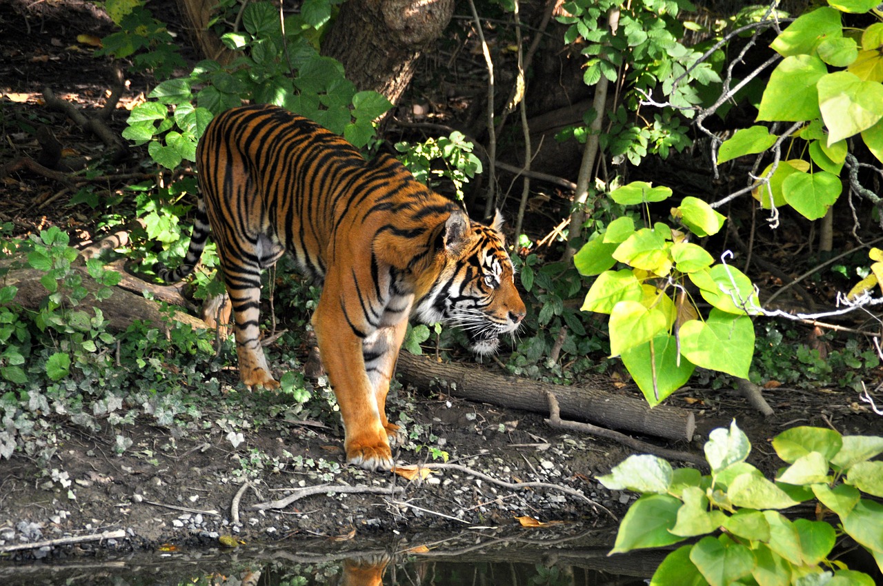 tiger zoo cat free photo