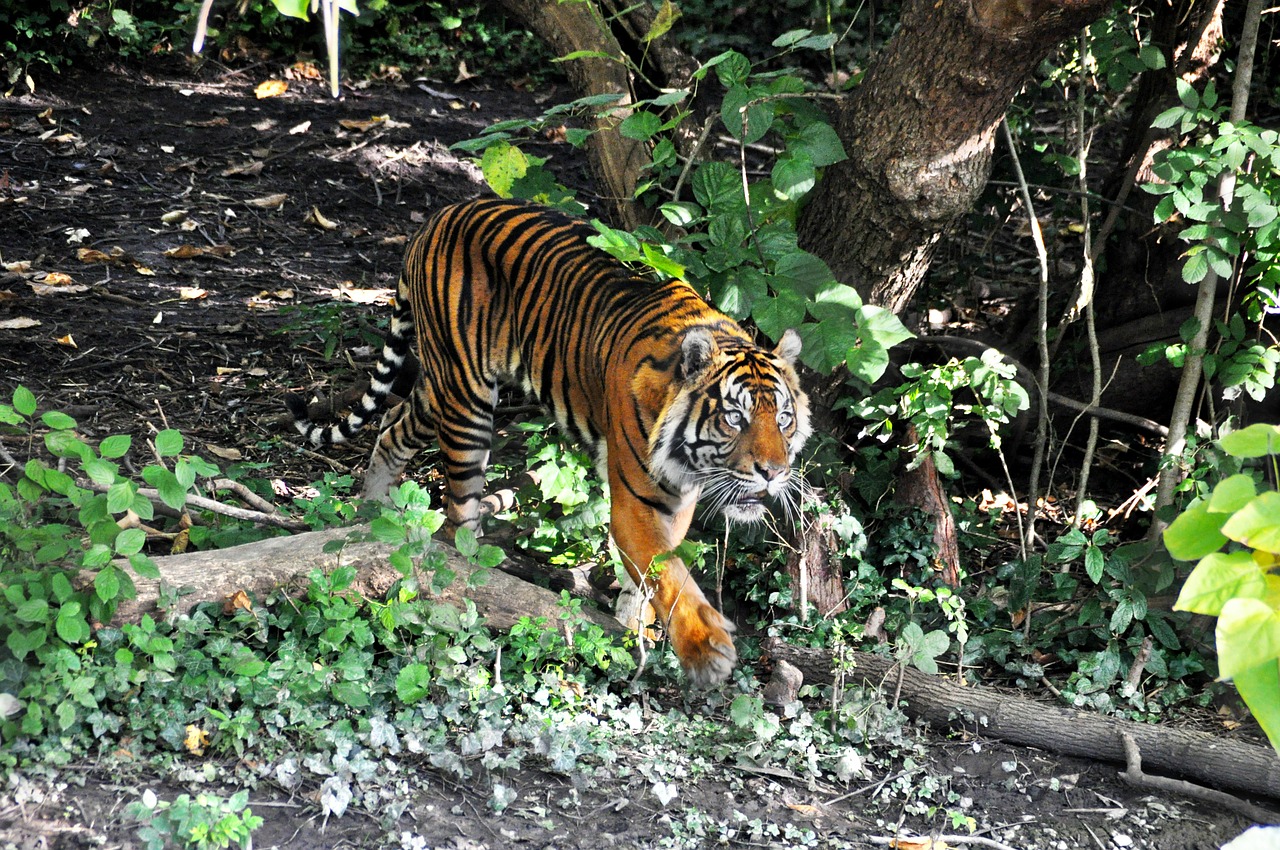 tiger zoo cat free photo