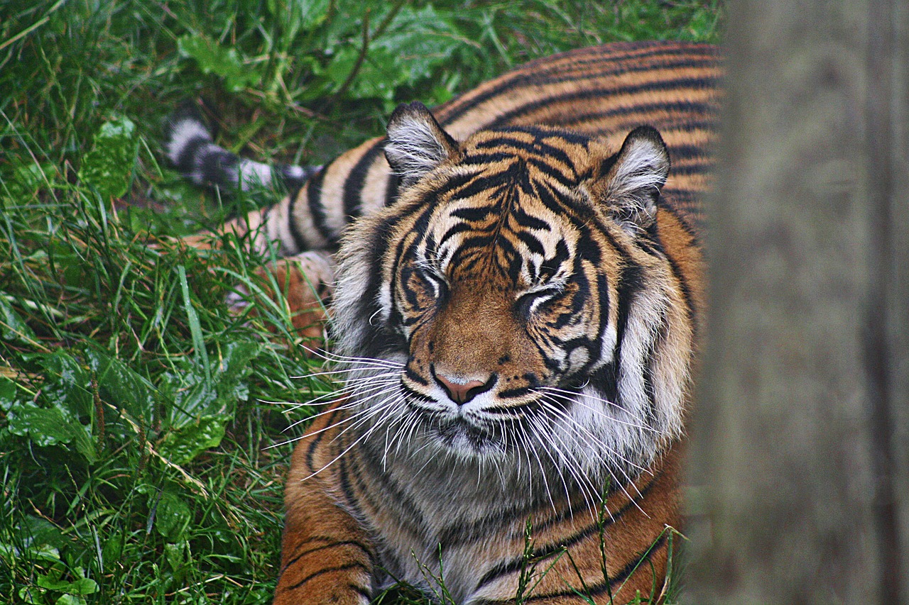 tiger sumatran cat free photo