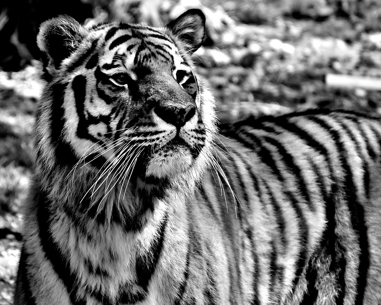 tiger predator dangerous free photo