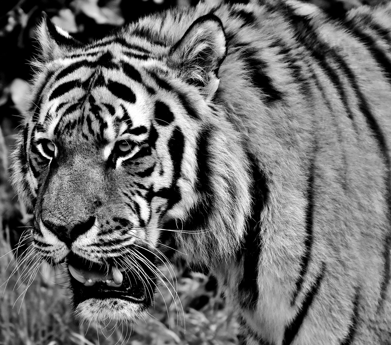 tiger predator fur free photo