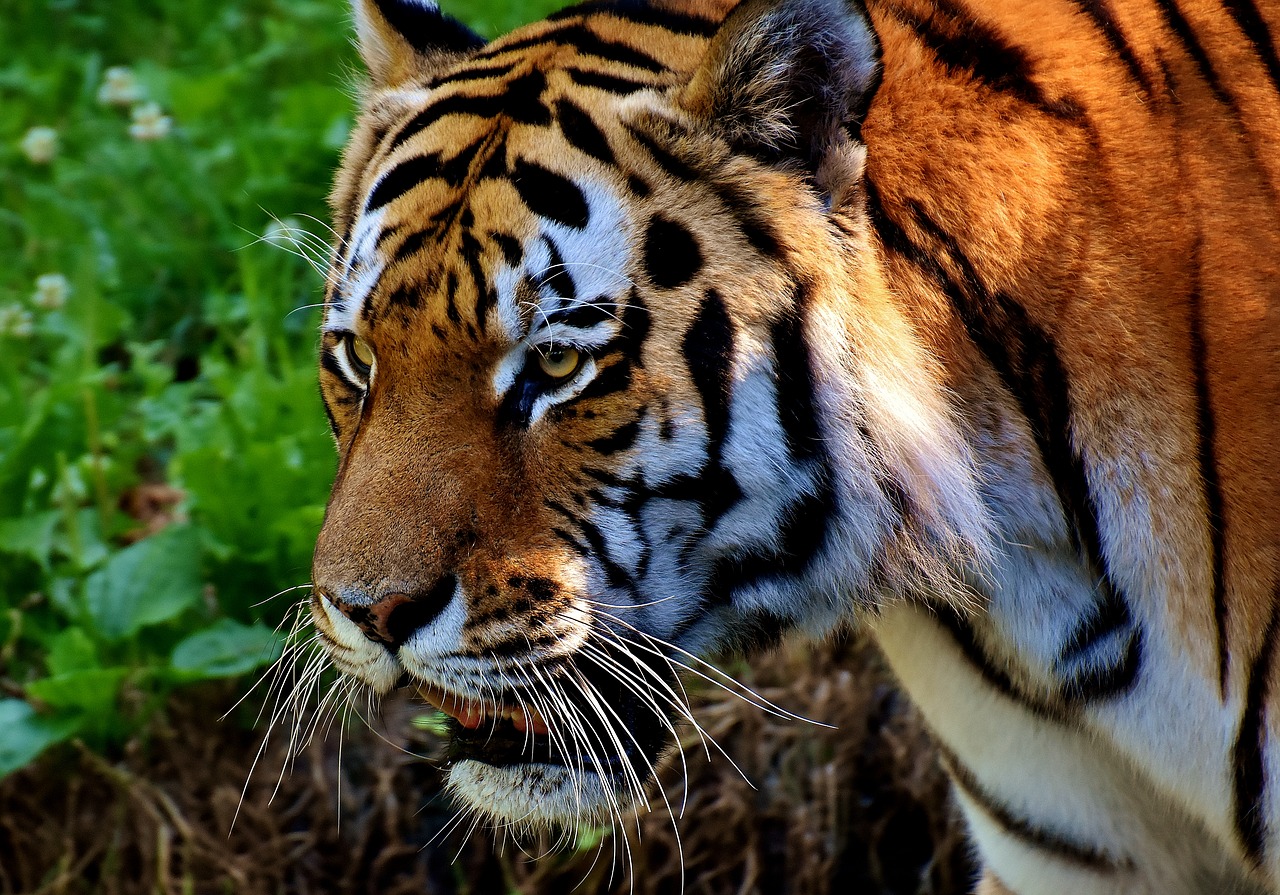 tiger predator fur free photo