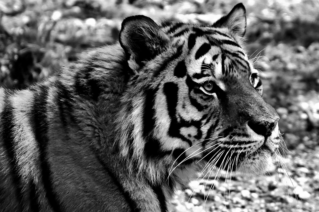 tiger predator fur free photo