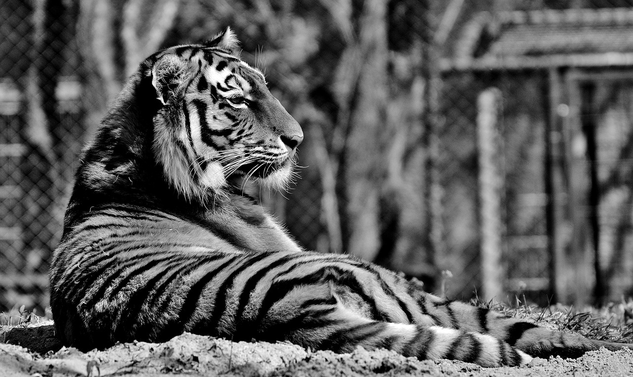 tiger predator fur free photo