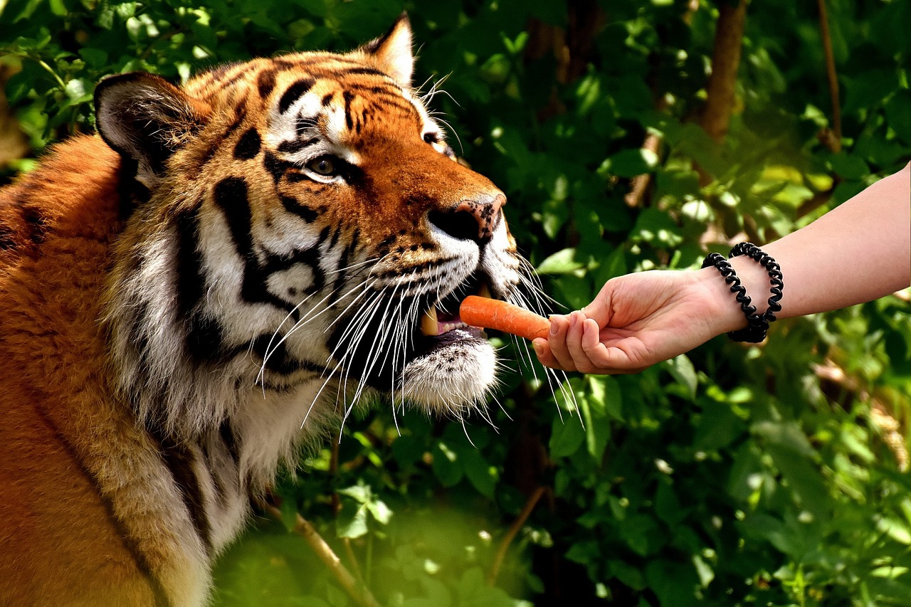 tiger predator feed free photo