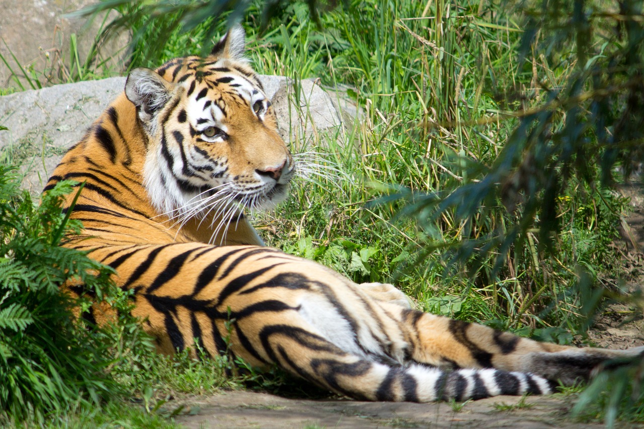 tiger animal zoo free photo