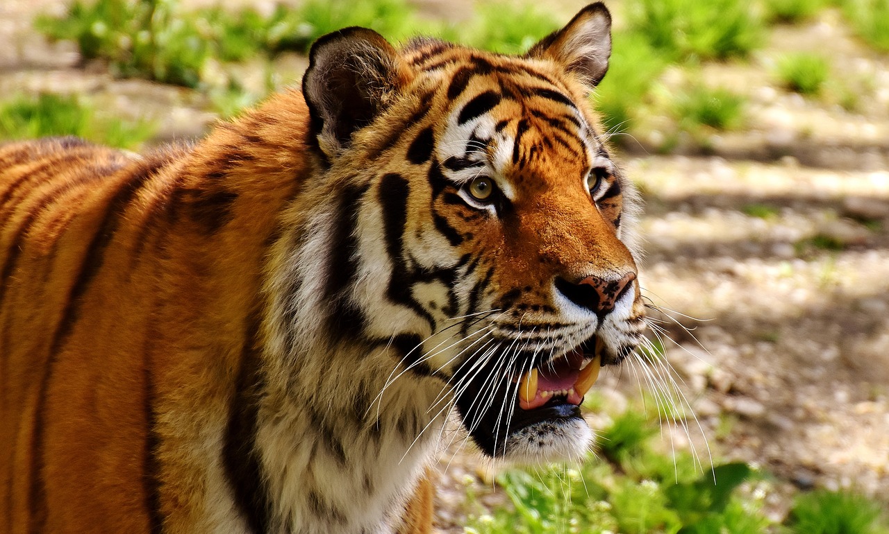 tiger predator fur free photo