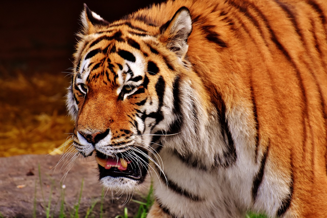 tiger predator fur free photo
