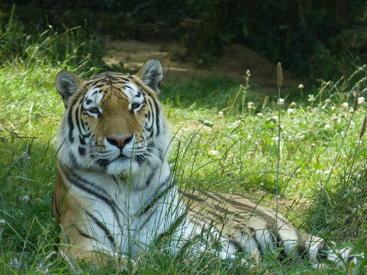 tiger tawny animal park free photo
