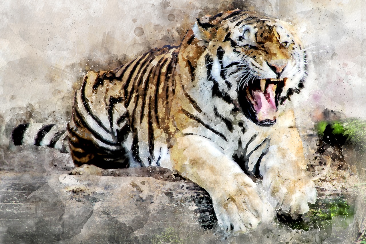 tiger predator animal free photo