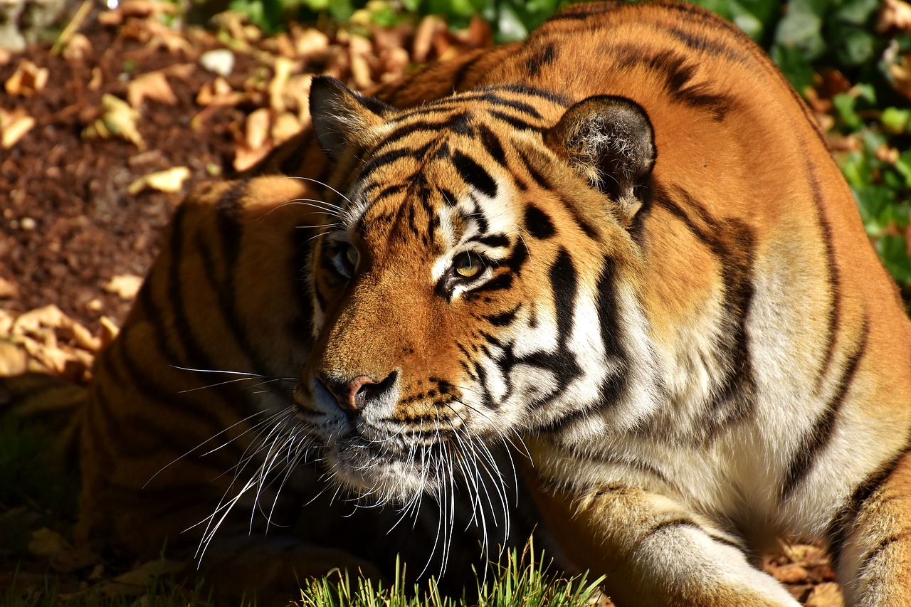 tiger predator lurking free photo