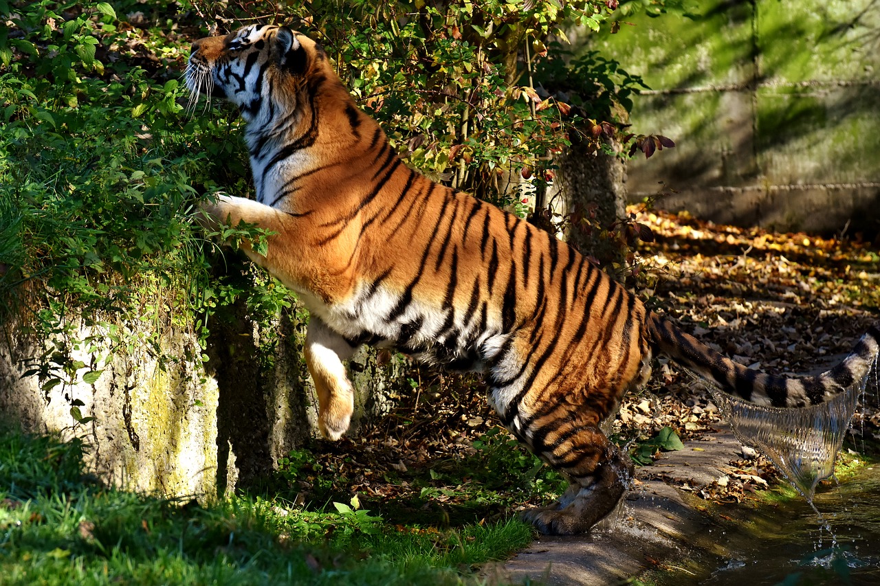 tiger predator water coat free photo