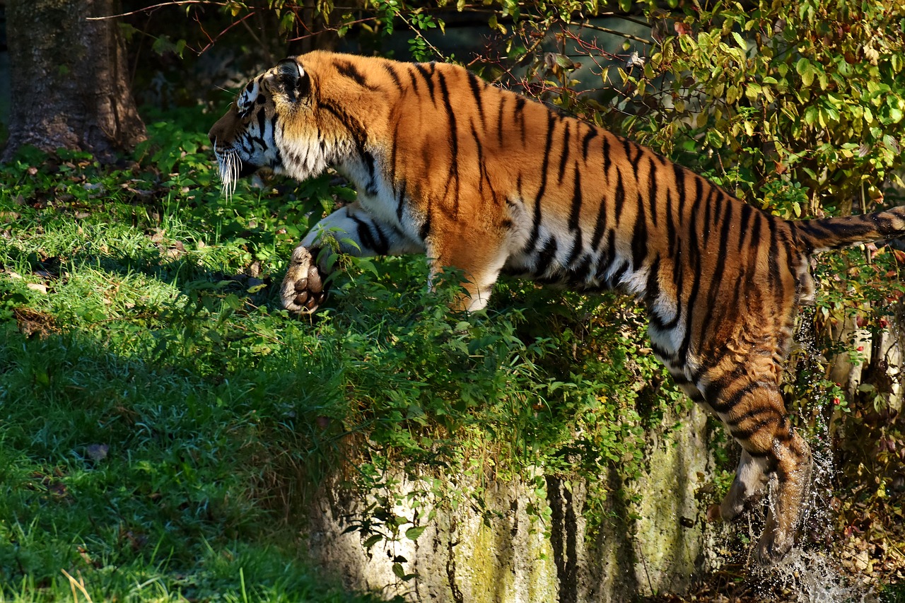 tiger predator jump free photo