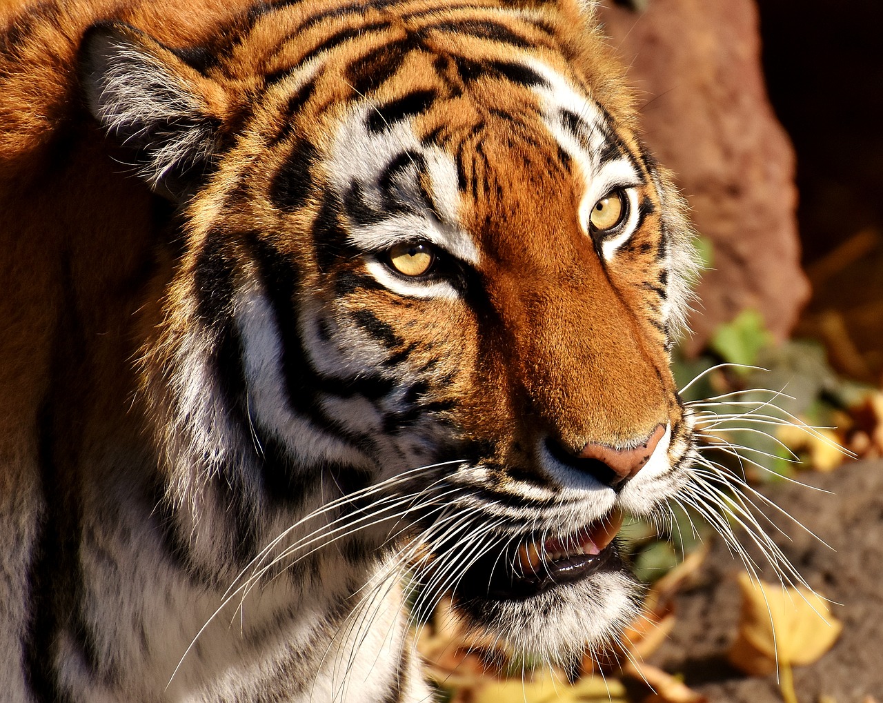 tiger predator female free photo