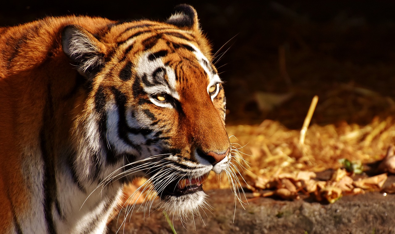 tiger predator female free photo
