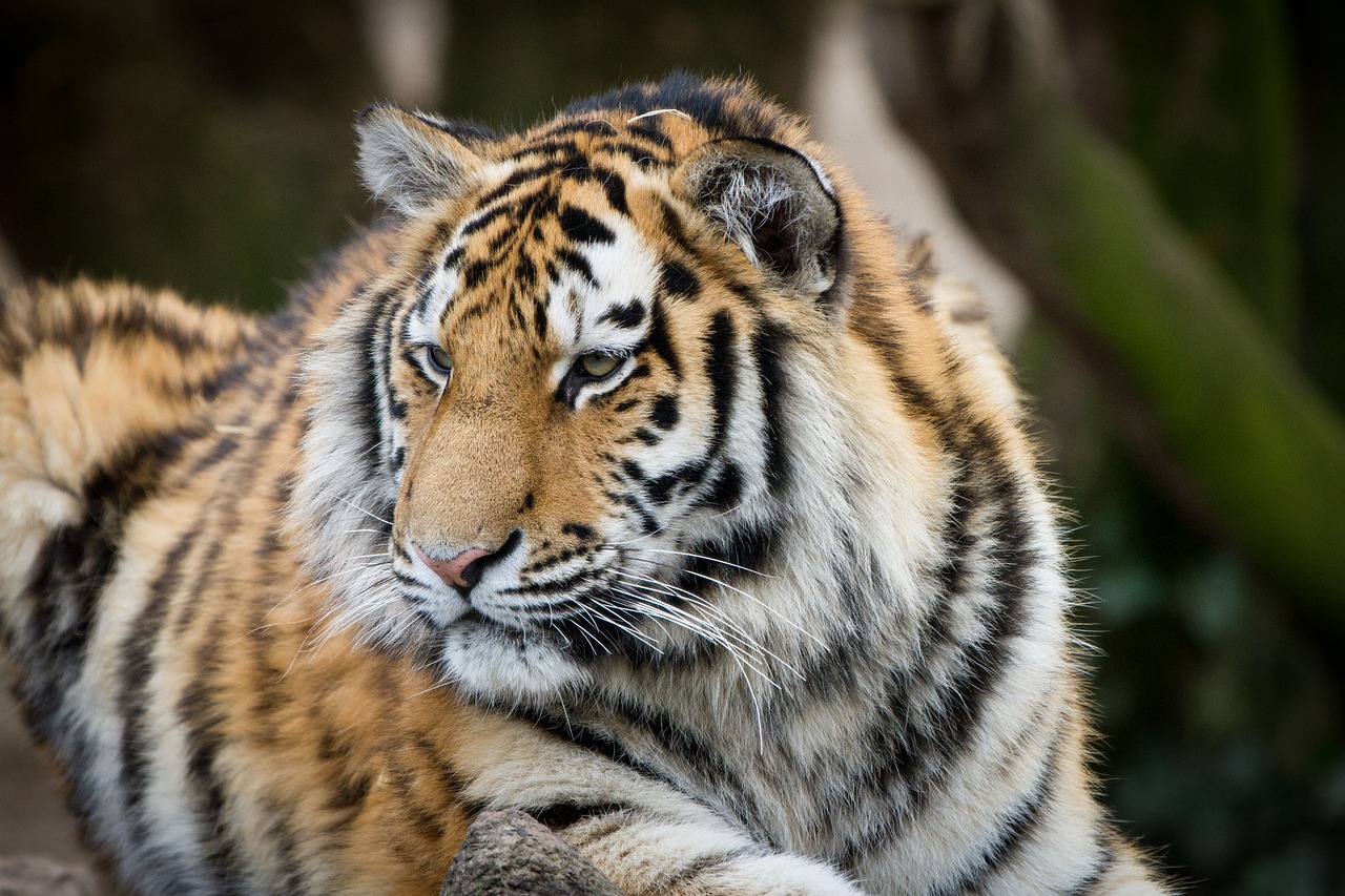 tiger zoo cologne free photo