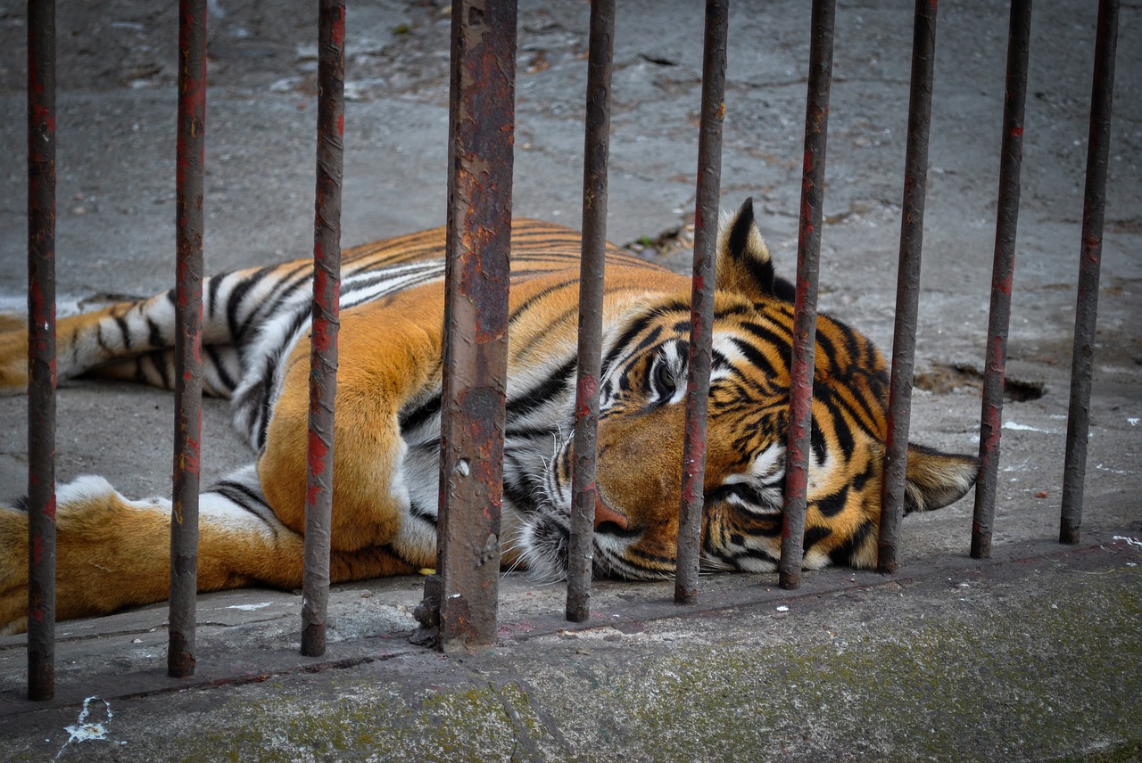 tiger animal predator free photo