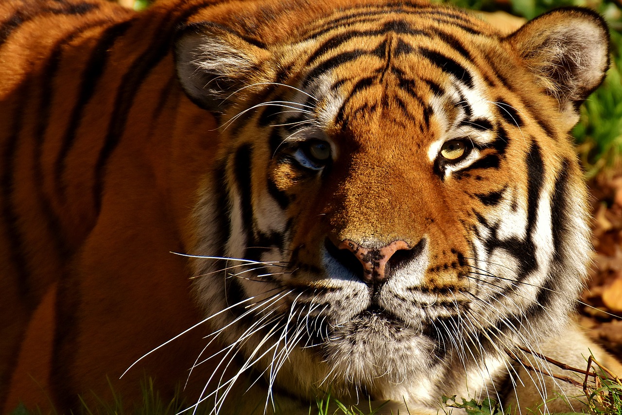tiger predator lurking free photo