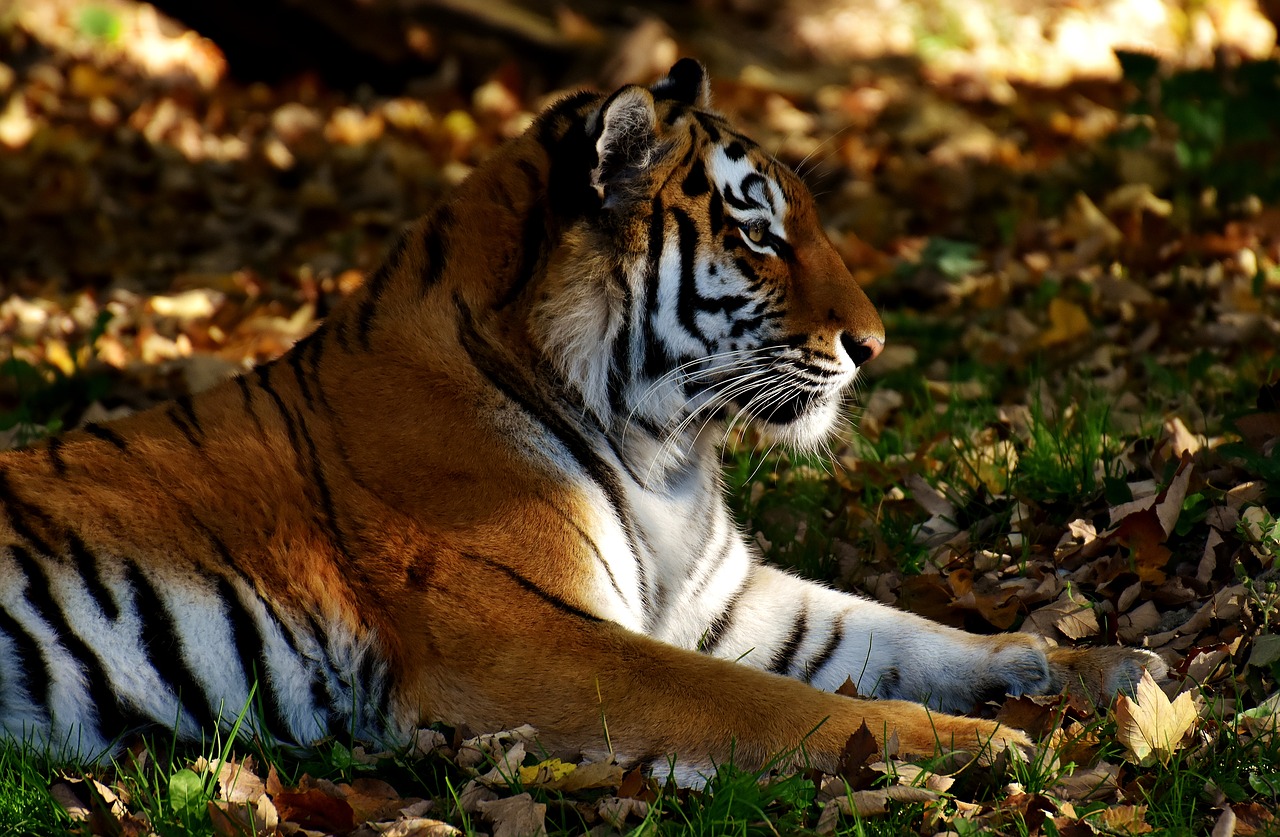 tiger predator lurking free photo
