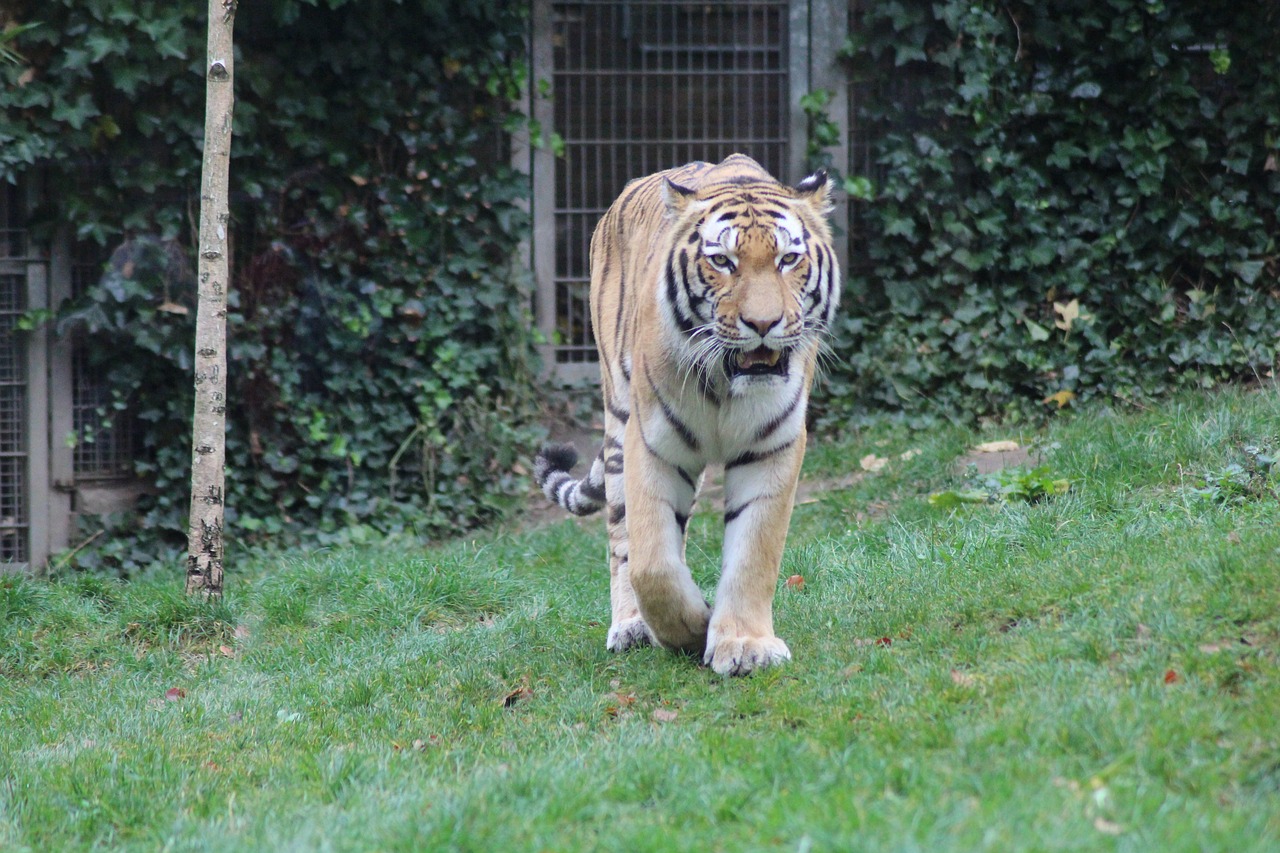 tiger animal cat free photo