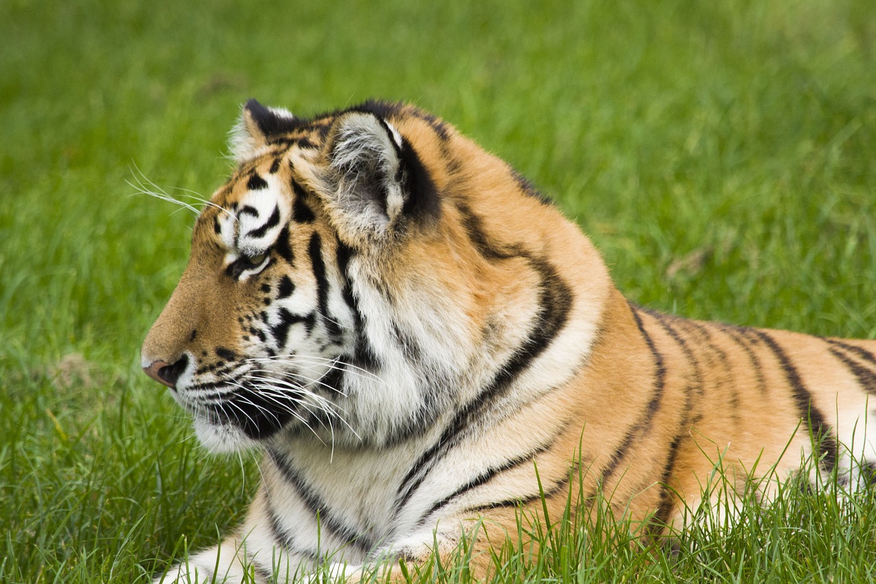 tiger big cat wildlife free photo