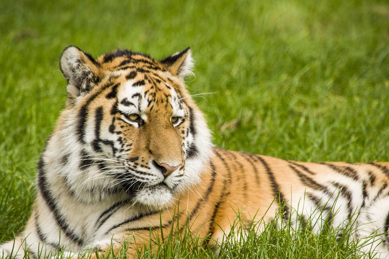 tiger big cat stripes free photo