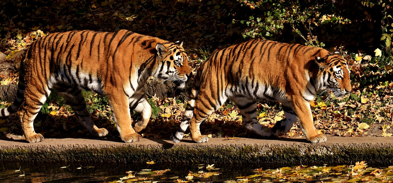 tiger predator pair free photo