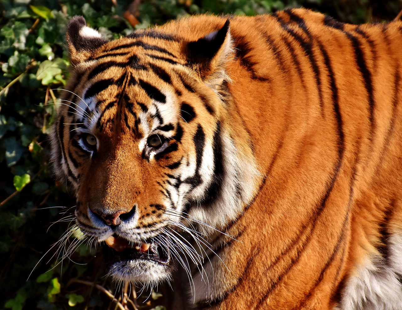 tiger predator lurking free photo