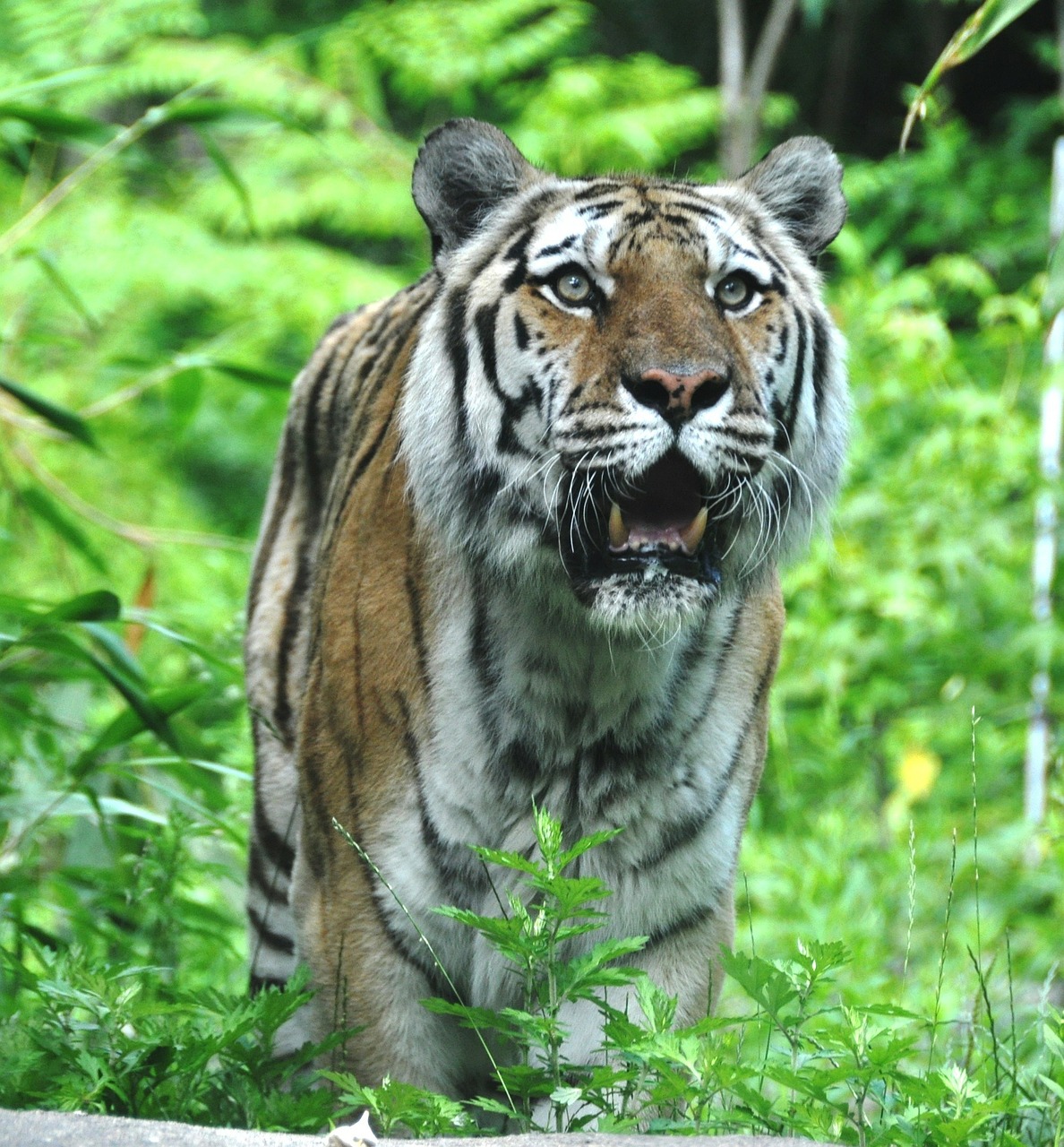 tiger cat stripes free photo