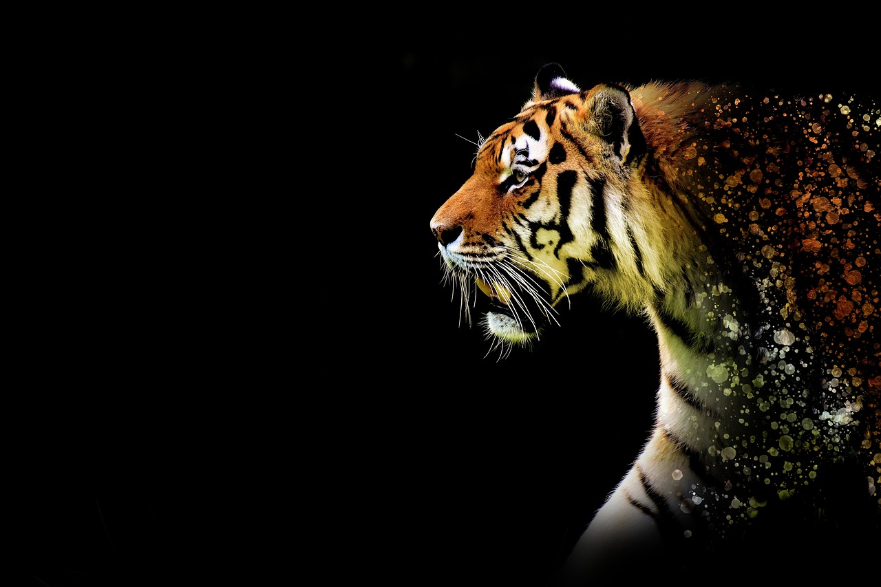 tiger large discreet free photo
