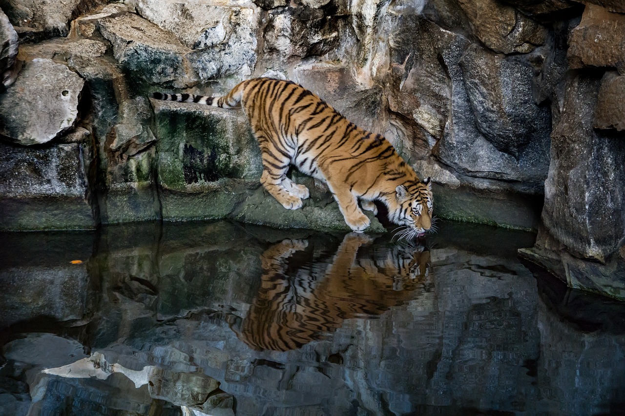tiger predator cat free photo