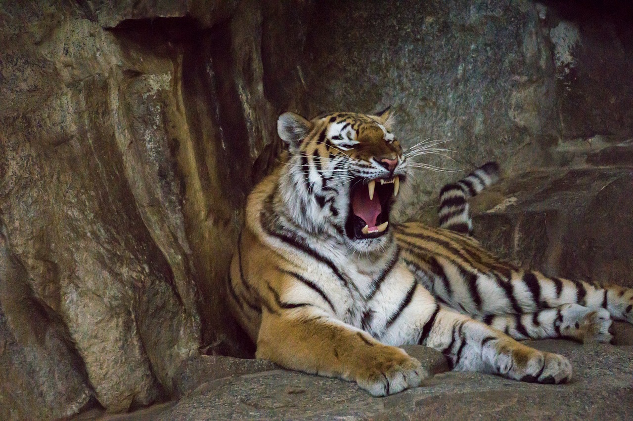 tiger predator tooth free photo