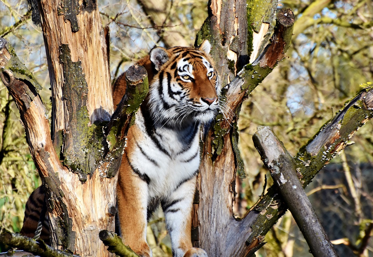 tiger cat predator free photo