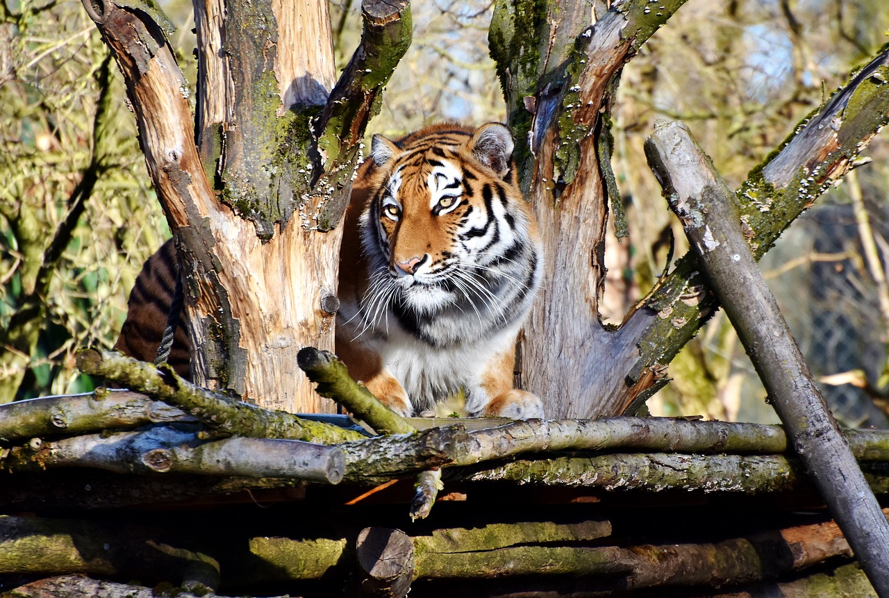 tiger cat predator free photo