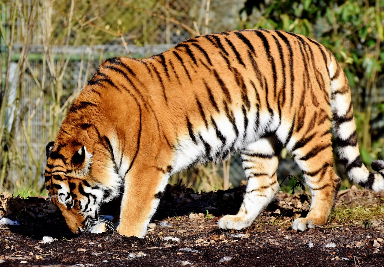 Тигр- большая, кошка, кошачьи, хищник,