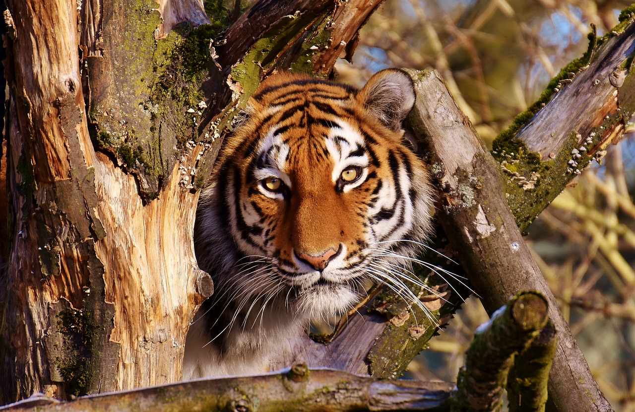 tiger predator lurking free photo