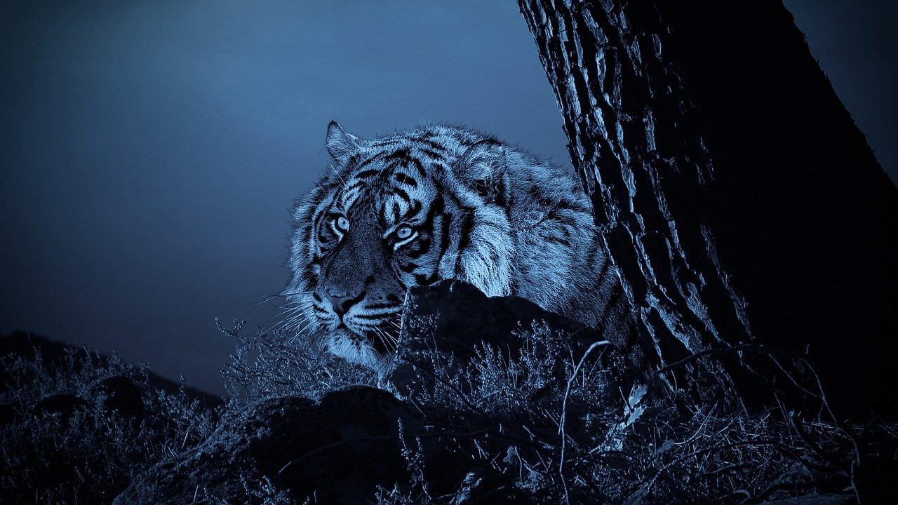 tiger hunting looking free photo