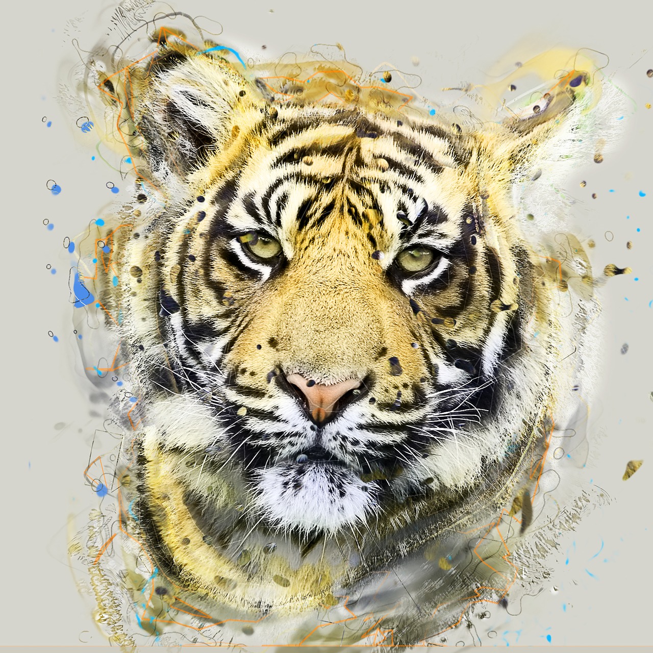 tiger sumatran animal free photo