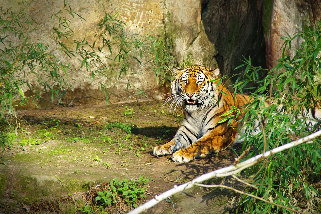 tiger panthera tigris big cat free photo